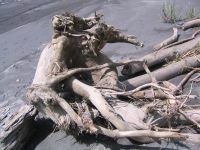大水沖下的漂流木堆積在河道旁
