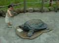 這是鱉啦，不是烏龜。20060901動物園