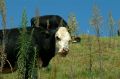 下草原的牛，牠們大概是世界上最幸福的牛了，因為有好的空氣、好的牧草，又不用被宰。